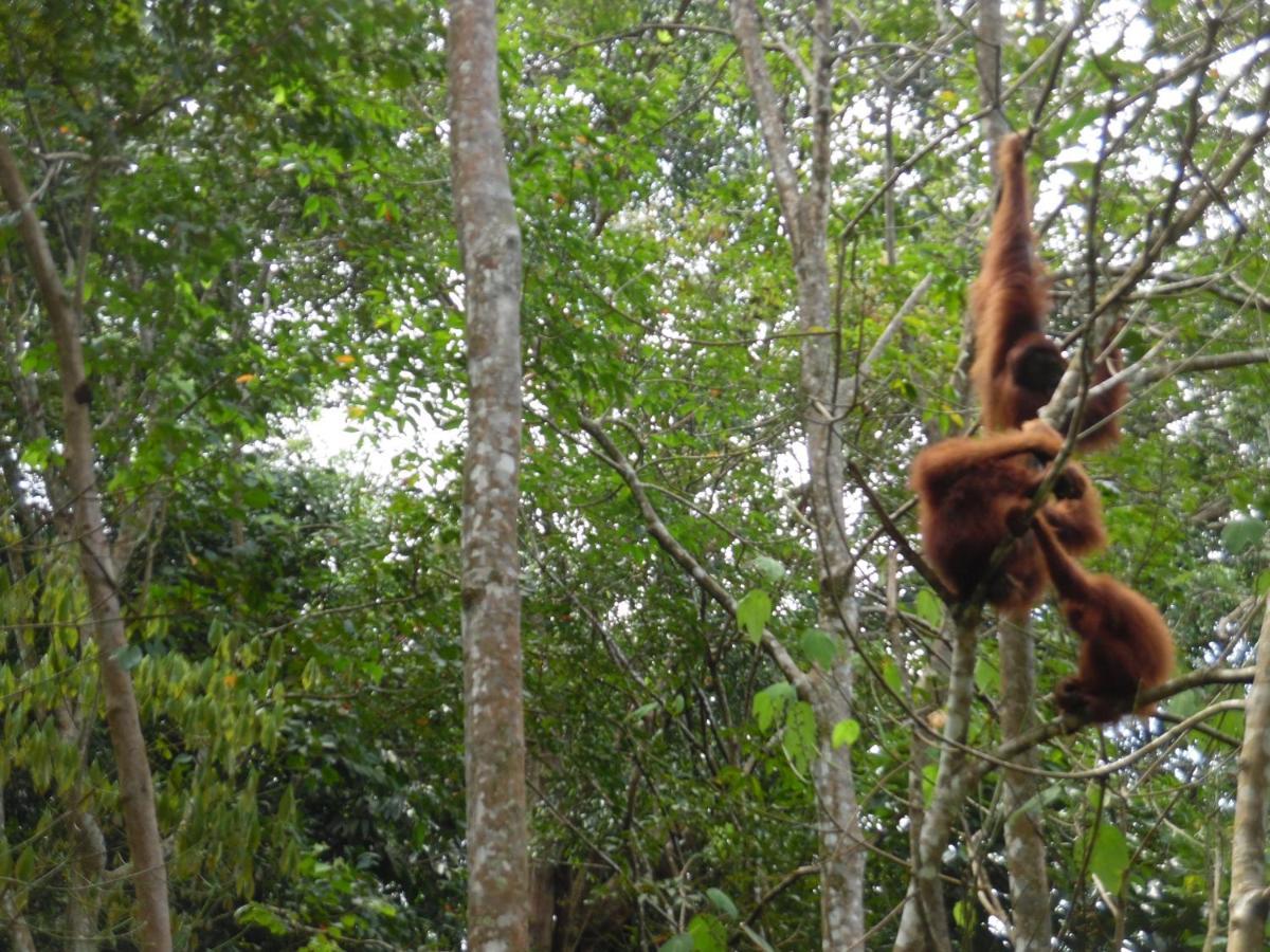 Ambow Homestay Jungle Trekking & Village Tour Bukit Lawang Exterior foto