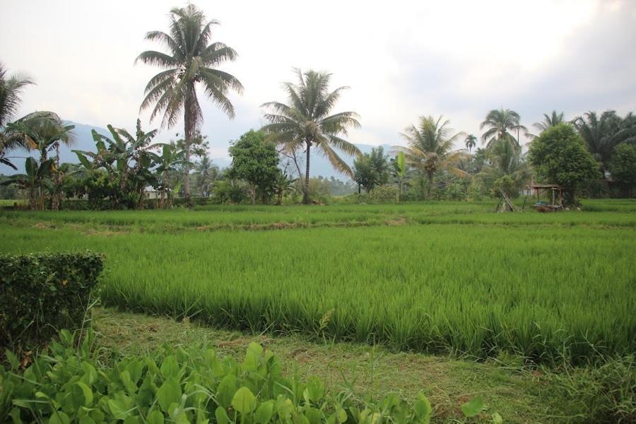 Ambow Homestay Jungle Trekking & Village Tour Bukit Lawang Exterior foto