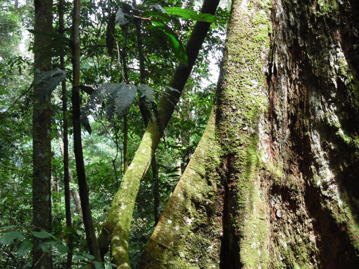 Ambow Homestay Jungle Trekking & Village Tour Bukit Lawang Exterior foto