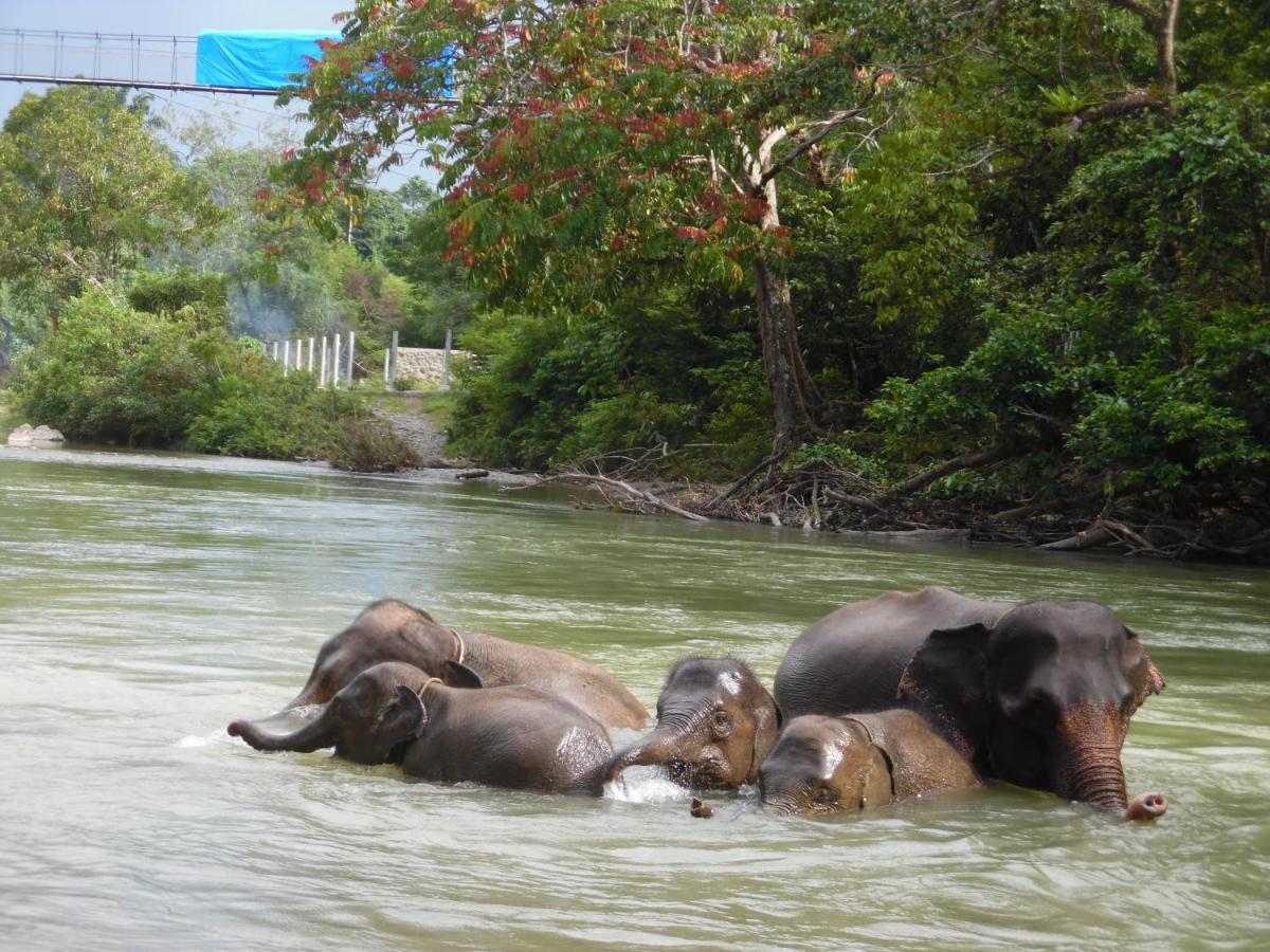 Ambow Homestay Jungle Trekking & Village Tour Bukit Lawang Exterior foto